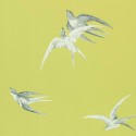 Swallows  - Lime