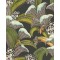 Hoopoe Leaves - Olive Green, Chartreuse & Fuchsia on Black